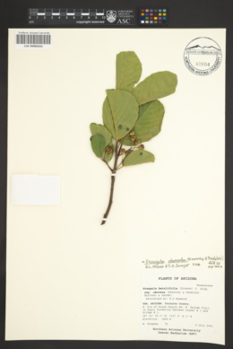 Frangula betulifolia subsp. obovata image