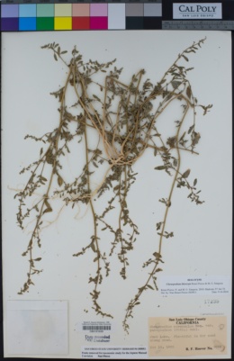 Chenopodium littoreum image