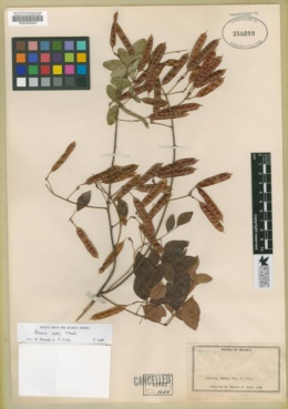 Acacia rosei image