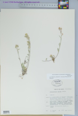 Physaria valida image