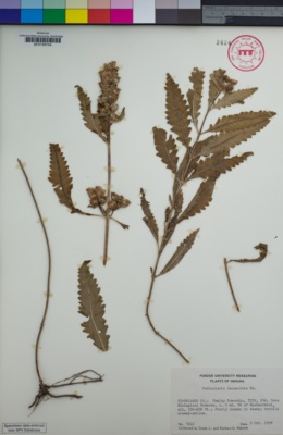 Image of Pedicularis lanceolata