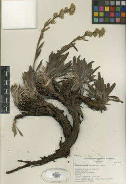 Image of Oreocarya crymophila