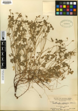 Xanthoxalis californica image