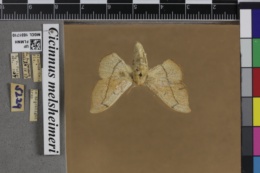 Cicinnus melsheimeri image