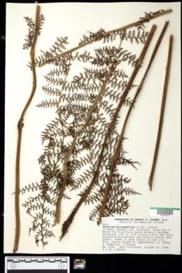 Athryium microphyllum image