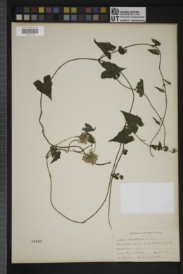 Mikania batataefolia image