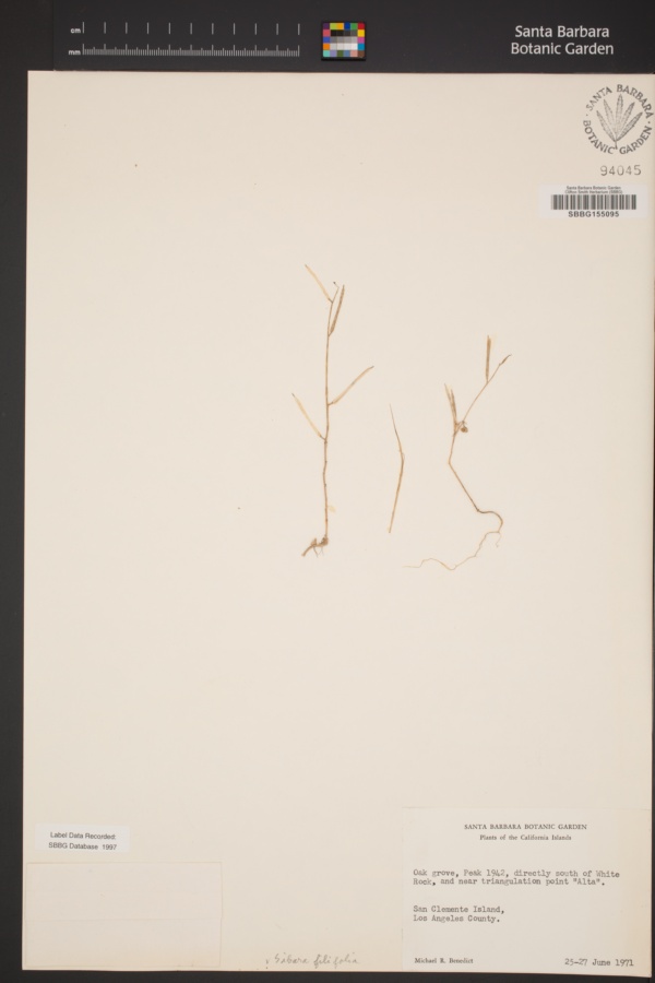 Sibara filifolia image