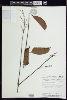 Banisteriopsis elegans image