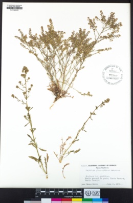 Lepidium pinnatifidum image