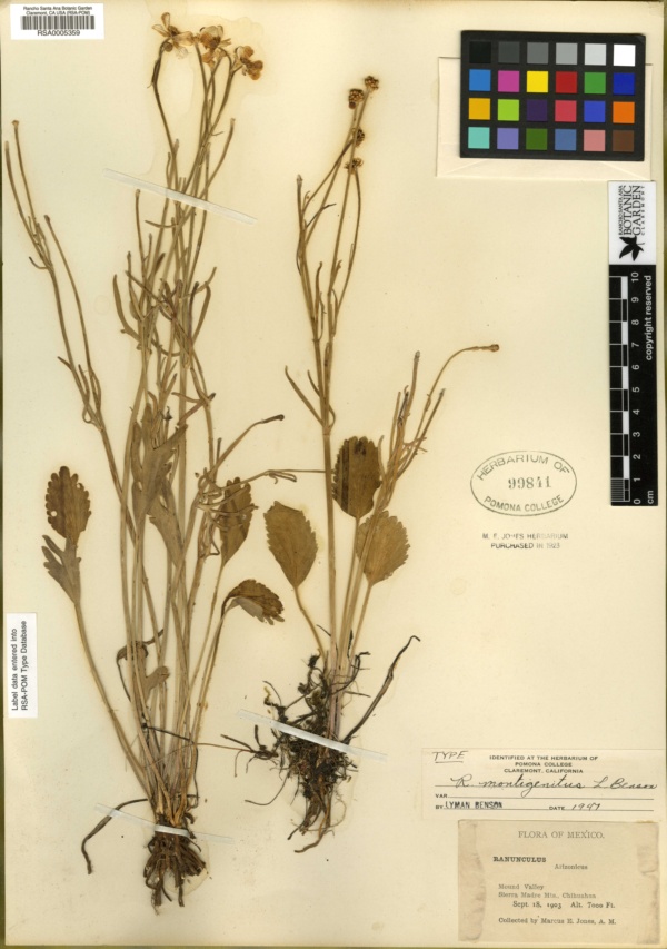 Ranunculus montigenitus image