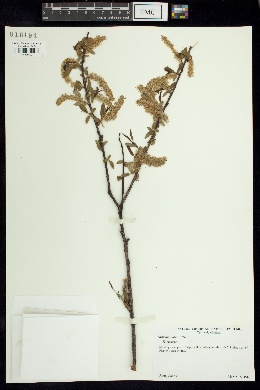 Salix amphibia image