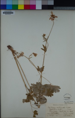 Image of Aquilegia micrantha