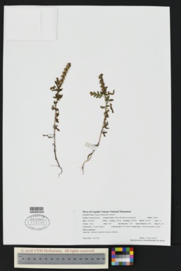 Image of Phacelia denticulata