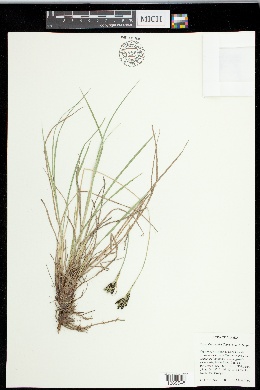 Carex eleusinoides image