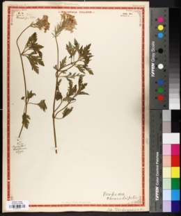 Glandularia peruviana image