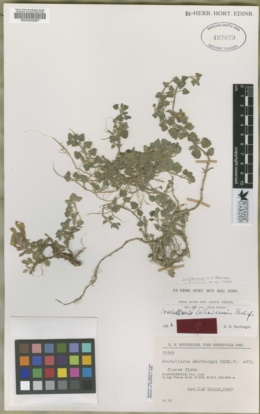 Image of Scutellaria edelbergii