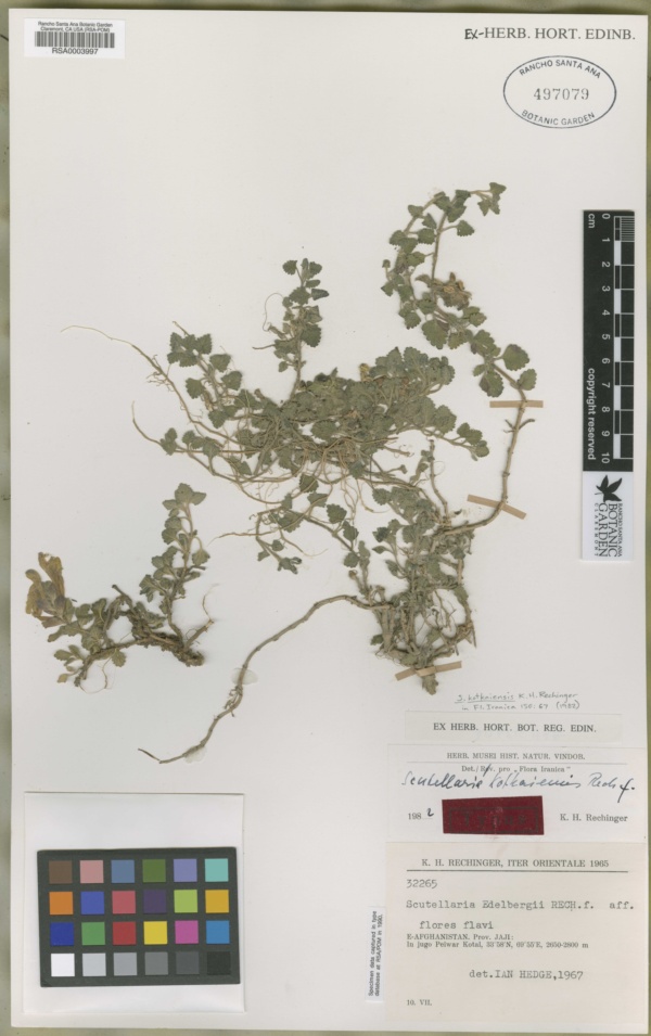 Scutellaria edelbergii image