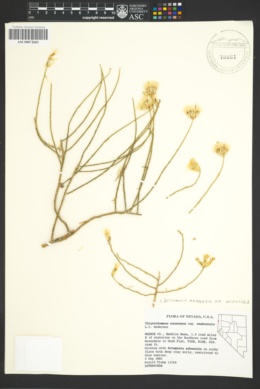 Ericameria nauseosa var. washoensis image