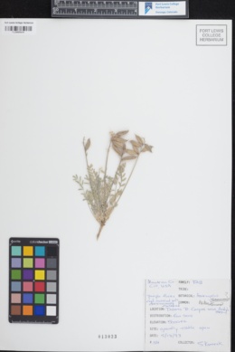 Image of Astragalus naturitensis