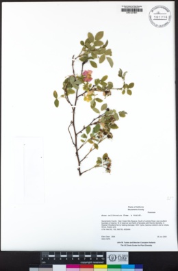 Rosa californica image
