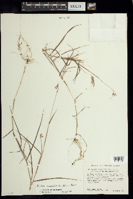 Euclasta condylotricha image