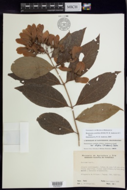 Bronwenia cornifolia image
