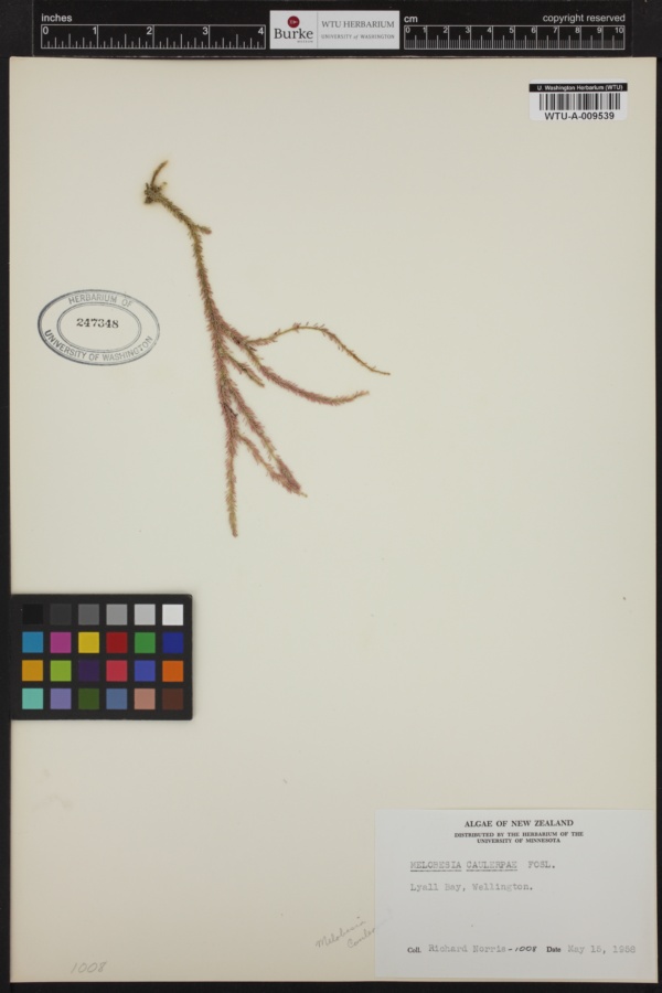 Pneophyllum coronatum image