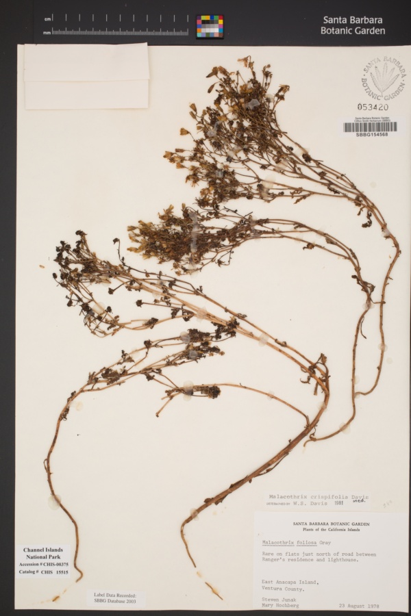 Malacothrix foliosa subsp. crispifolia image