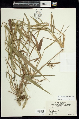 Panicum pilosum image