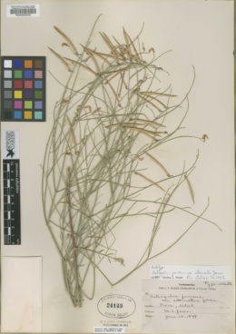 Astragalus junceus var. attenuatus image