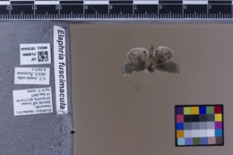 Elaphria fuscimacula image