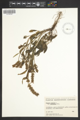 Prunella vulgaris var. rouleauiana image
