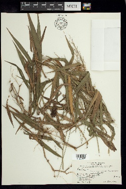 Lasiacis grisebachii image