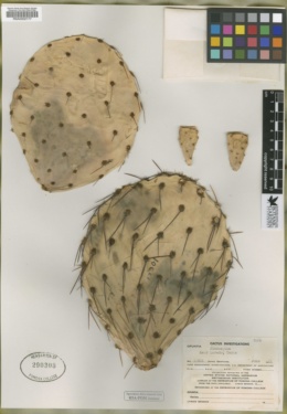 Opuntia flexospina image