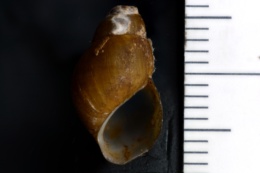 Elimia potosiensis image
