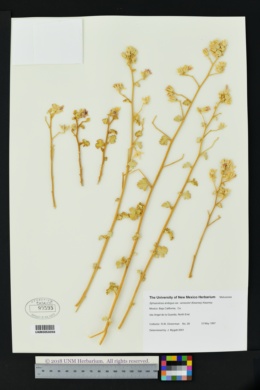 Sphaeralcea ambigua var. versicolor image