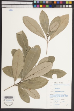 Image of Bequaertiodendron oblanceolatum