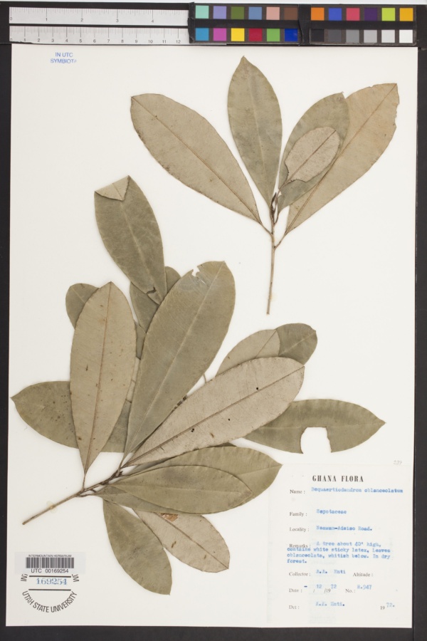 Bequaertiodendron oblanceolatum image
