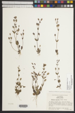 Erythranthe latidens image