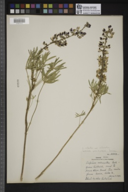 Lupinus arbustus var. calcaratus image