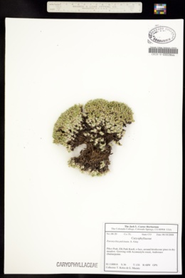 Image of Paronychia pulvinata