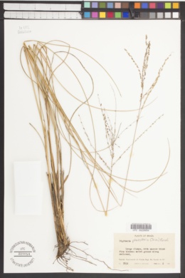 Digitaria phaeothrix image