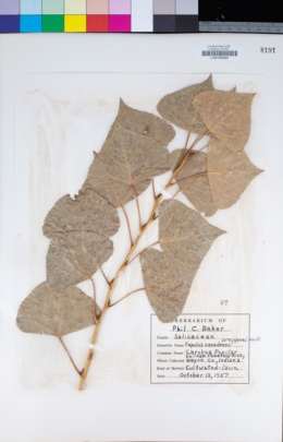 Image of Populus × canadensis