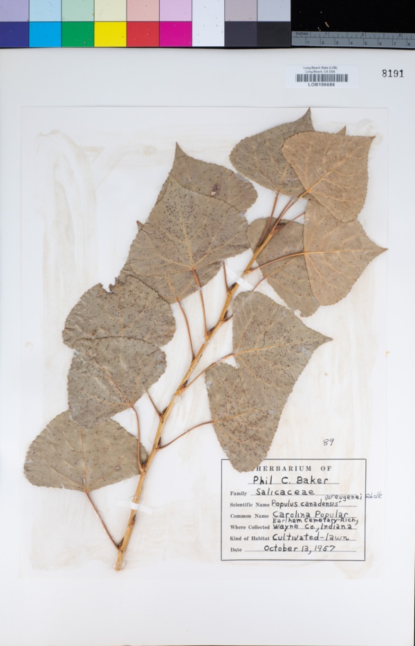 Populus × canadensis image