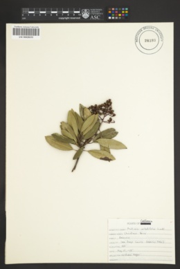 Image of Photinia arbutifolia