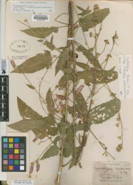 Image of Kosteletzkya madrensis