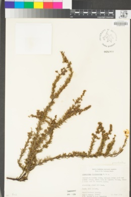 Adenostoma fasciculatum var. prostratum image