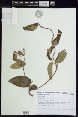 Stigmaphyllon alternifolium image