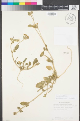 Abronia villosa var. aurita image