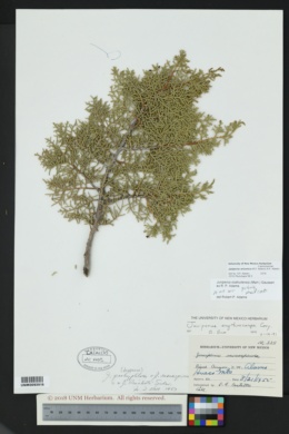 Juniperus arizonica image